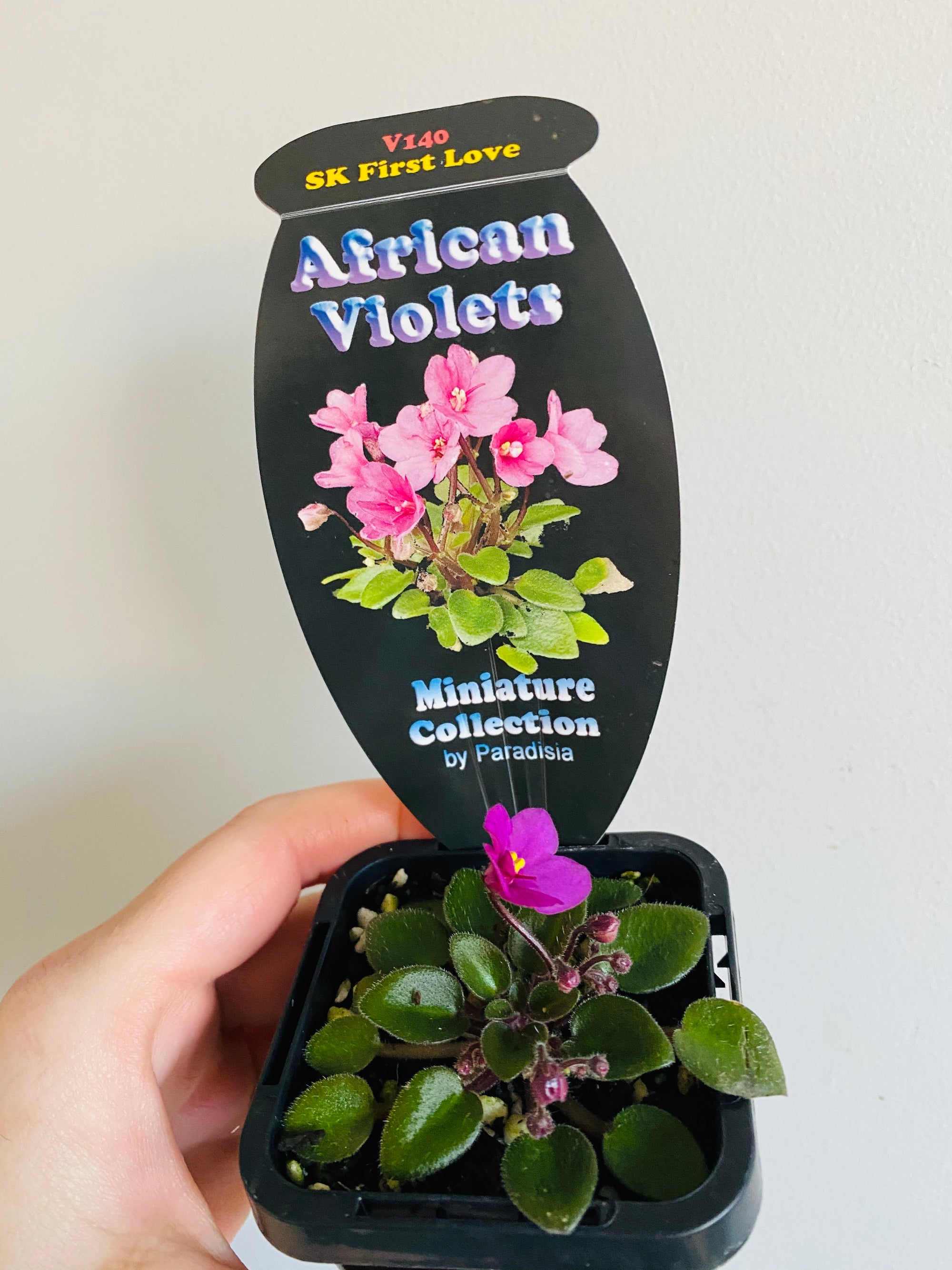 African Violet - SK First Love