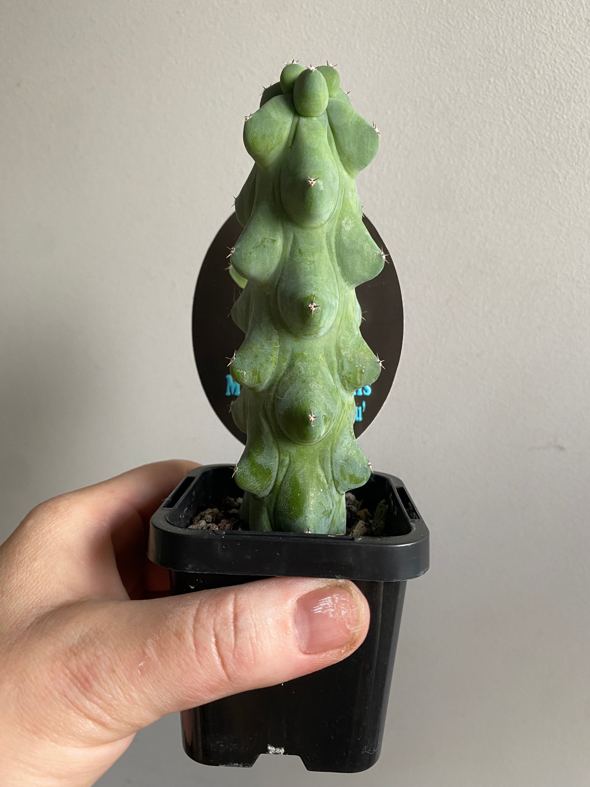 Myrtillocactus geometrizans 'fukurokuryuzinboku' aka 'Blue Boobs'