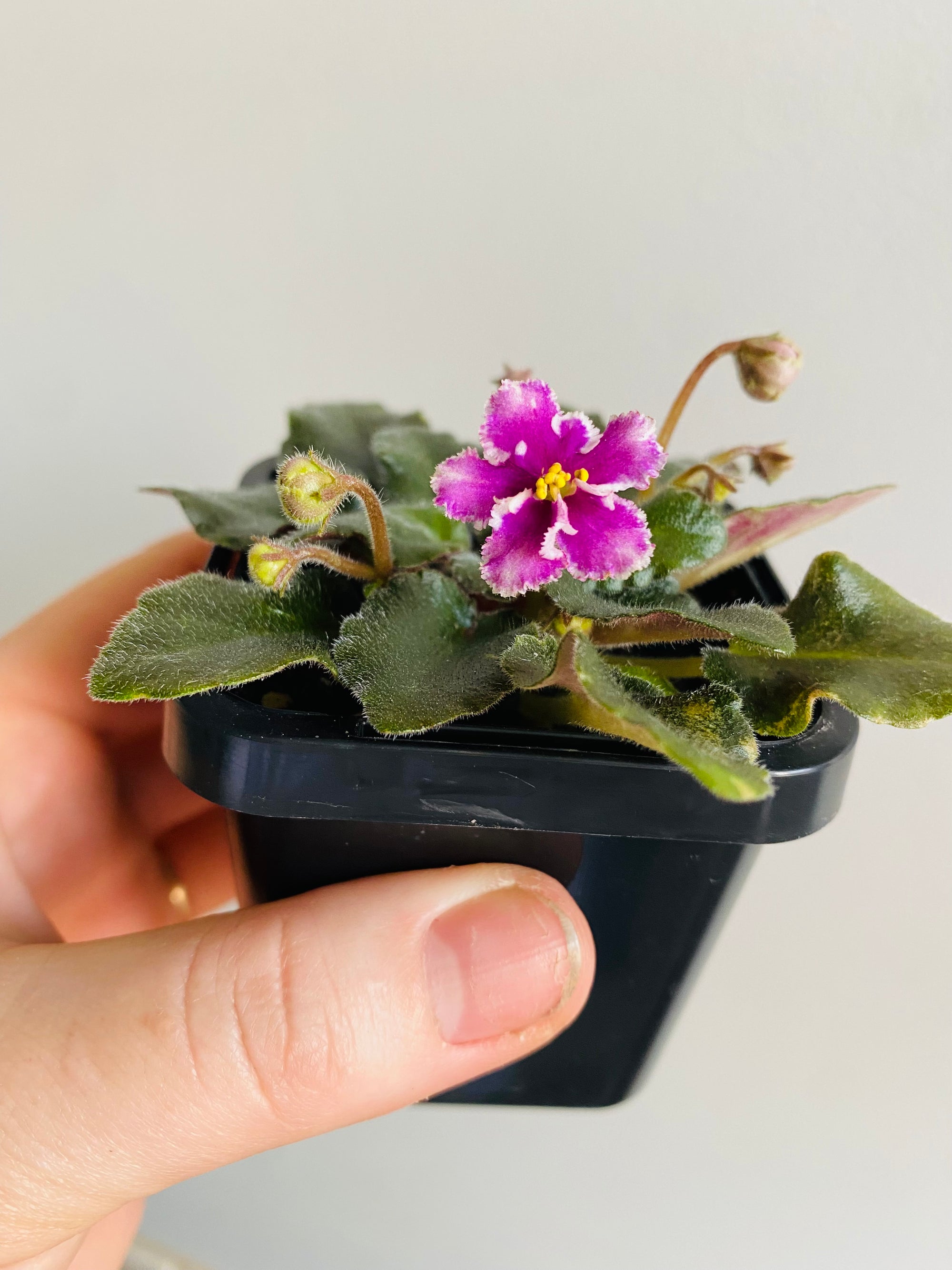 African Violet - Heritage Frolic