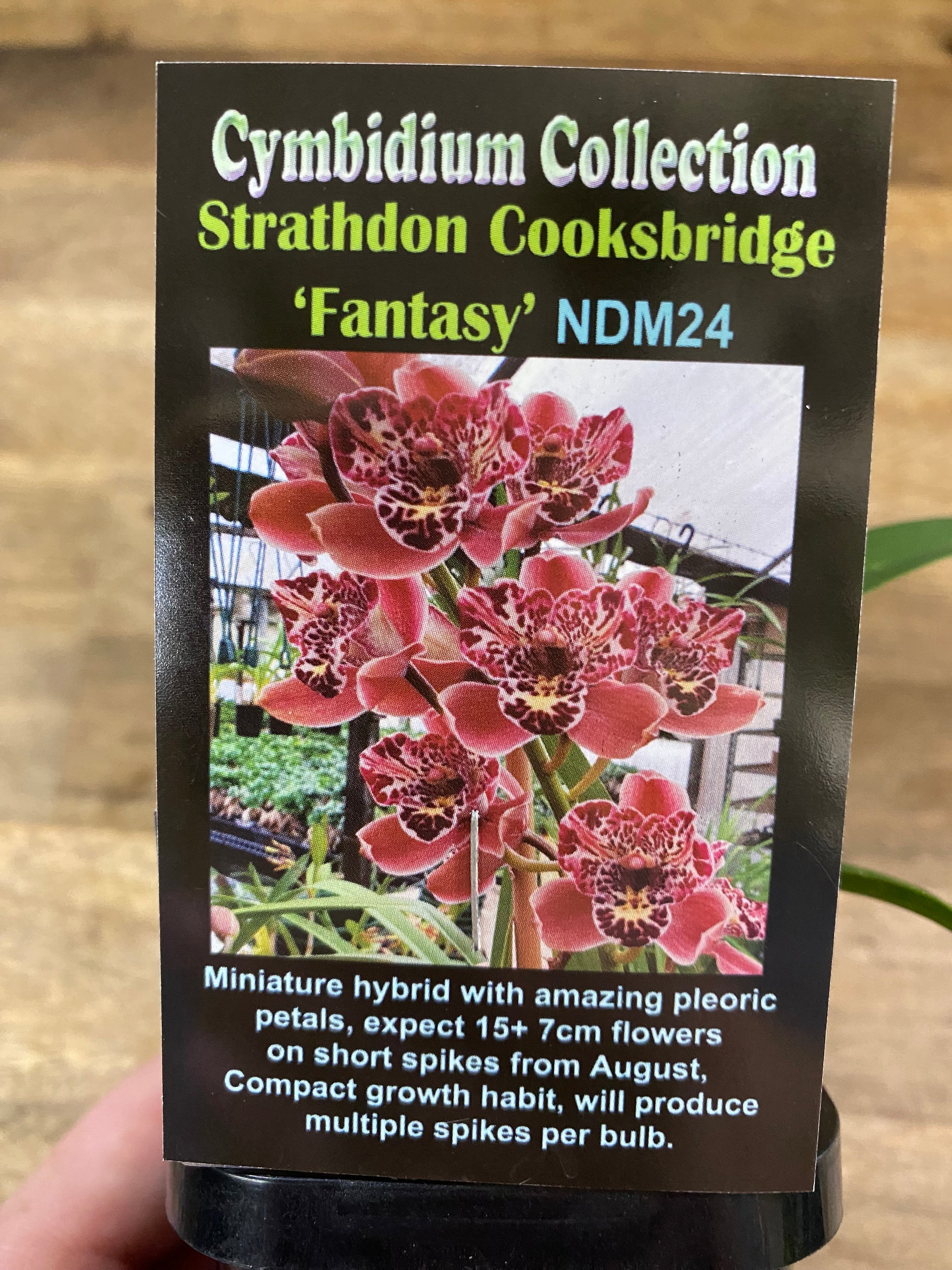 Cymbidium Collection Strathdon Cooksbridge 'Fantasy'