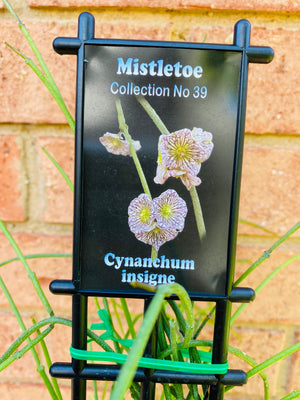 Cynanchum Insigne - Mistletoe Collection No. 39