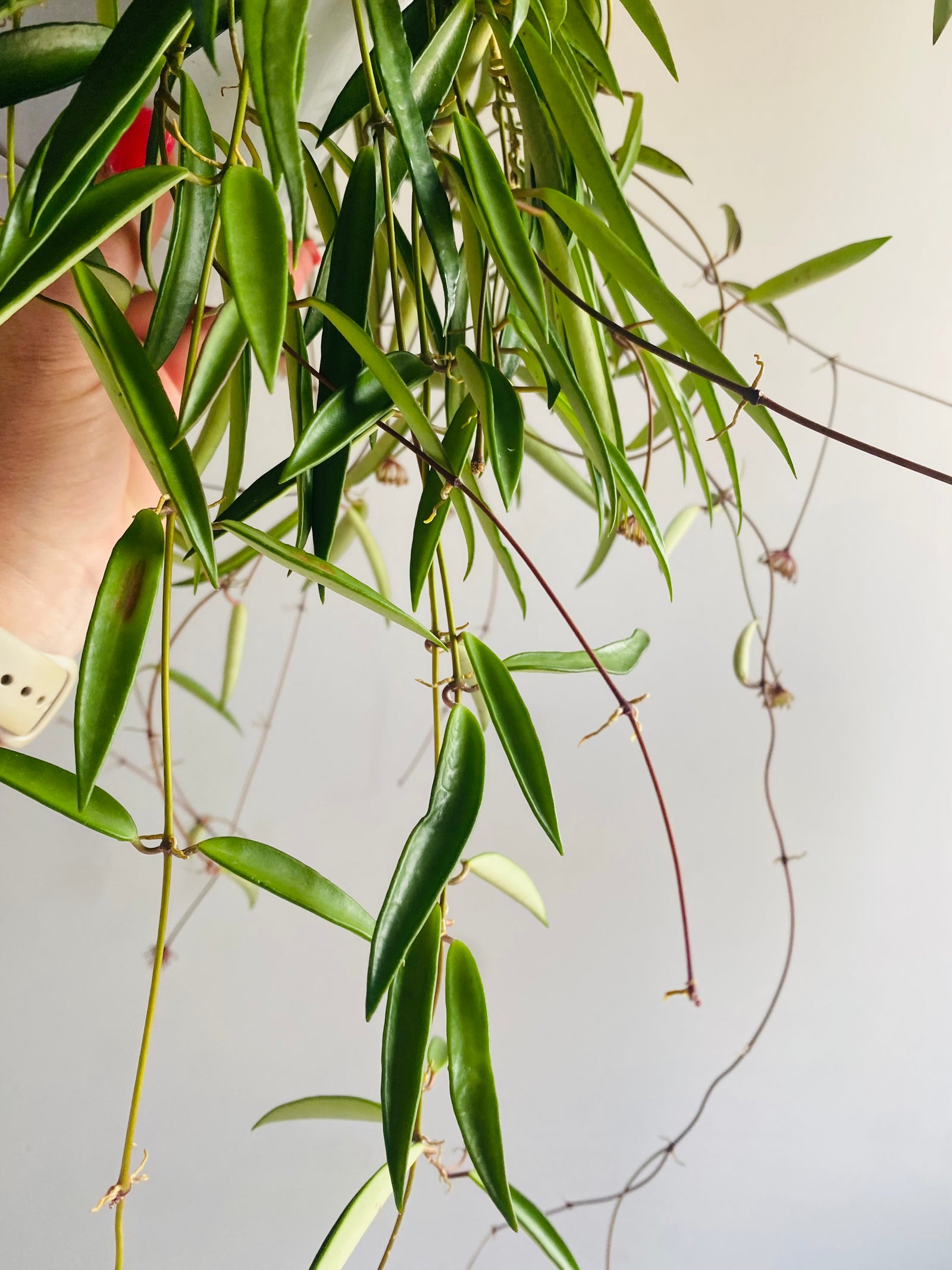 Hoya - Kentiana Collection No. 45