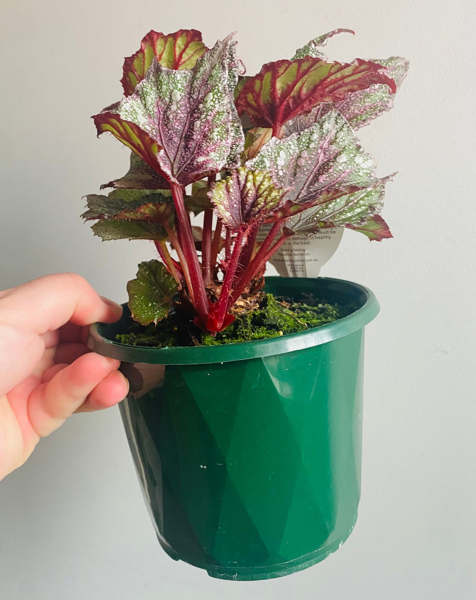 Begonia - Speckles aka Freckles