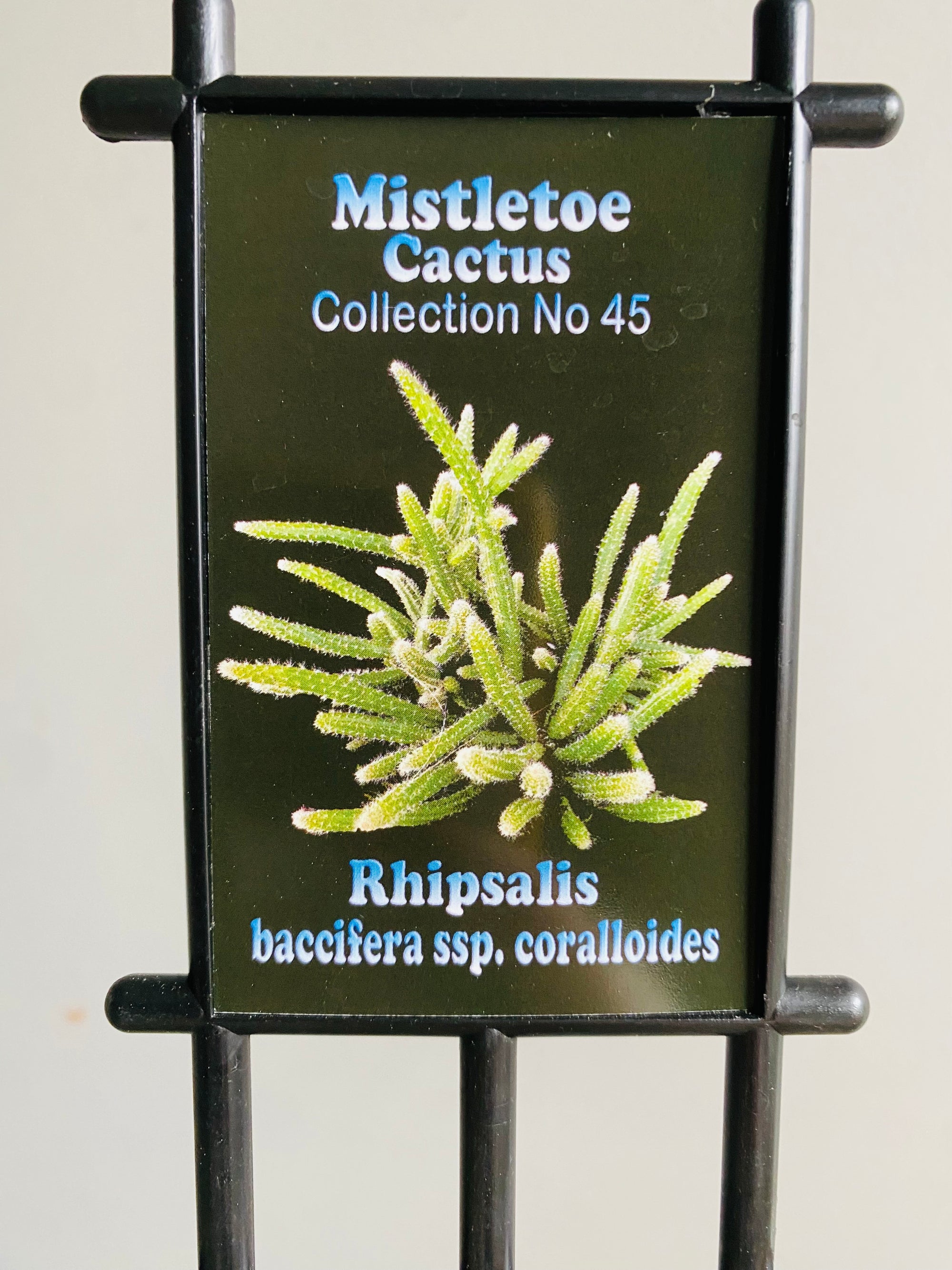 Rhipsalis baccifera ssp.coralloides - Mistletoe Cactus Collection No. 45