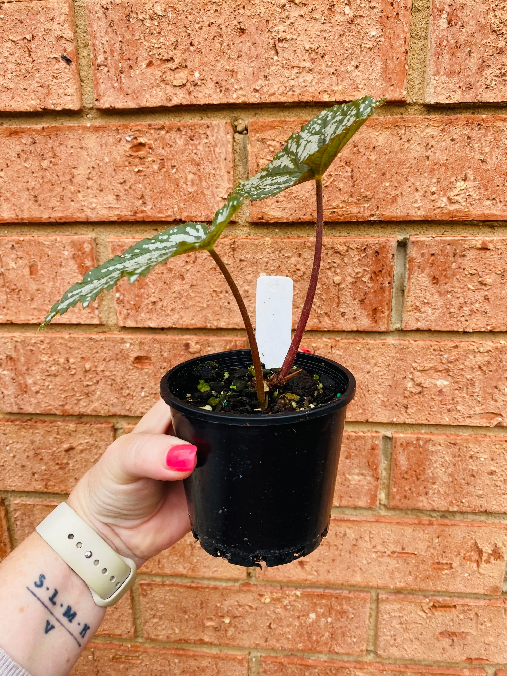 Begonia 'Impromptu' - sizemoreae hybrid