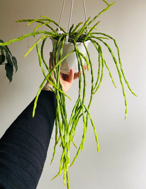 Rhipsalis Pacheo-leeri v catenula - Mistletoe Cactus Collection No. 25