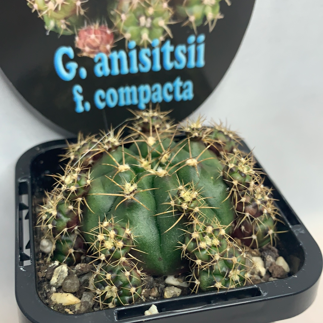 Gymnocalycium anisitsii var. compactum