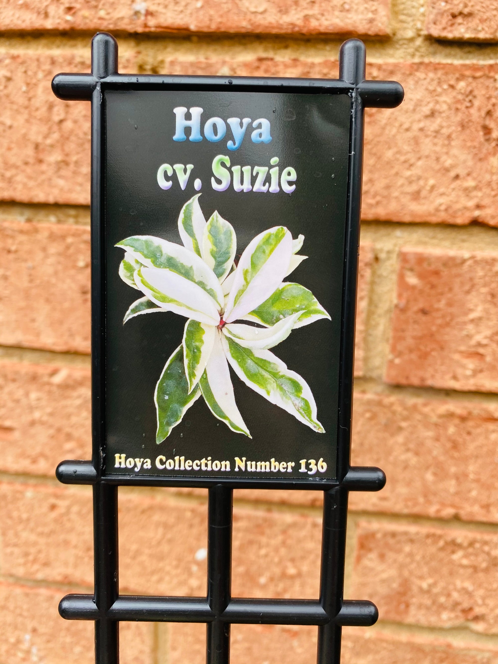 Hoya - cv. Suzie Collection No. 136