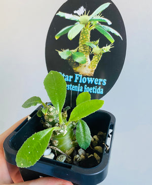 Dorstenia foetida 'Star Flowers'