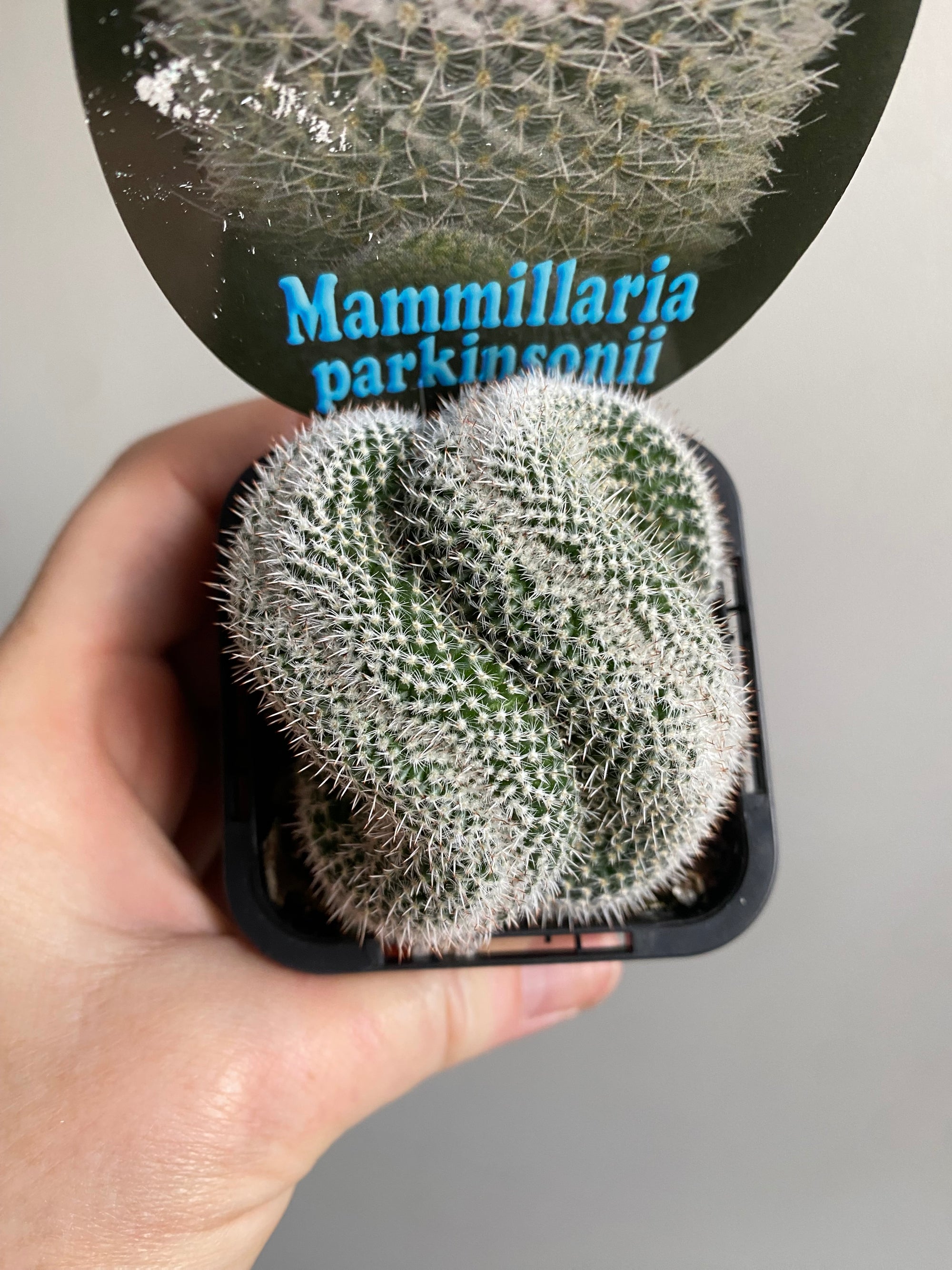 Mammillaria parkinsonii var. Cristata