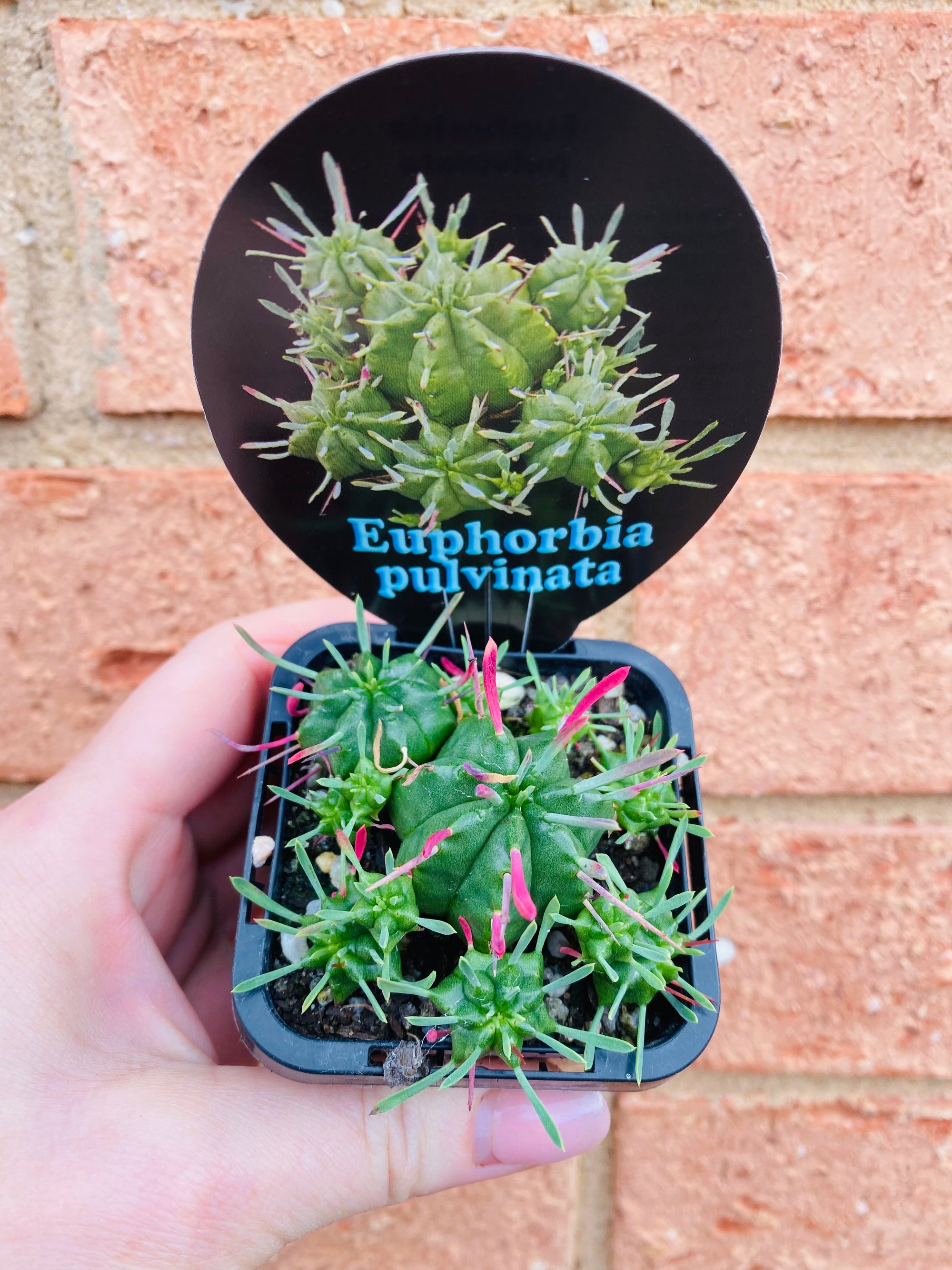 Euphorbia pulvinata