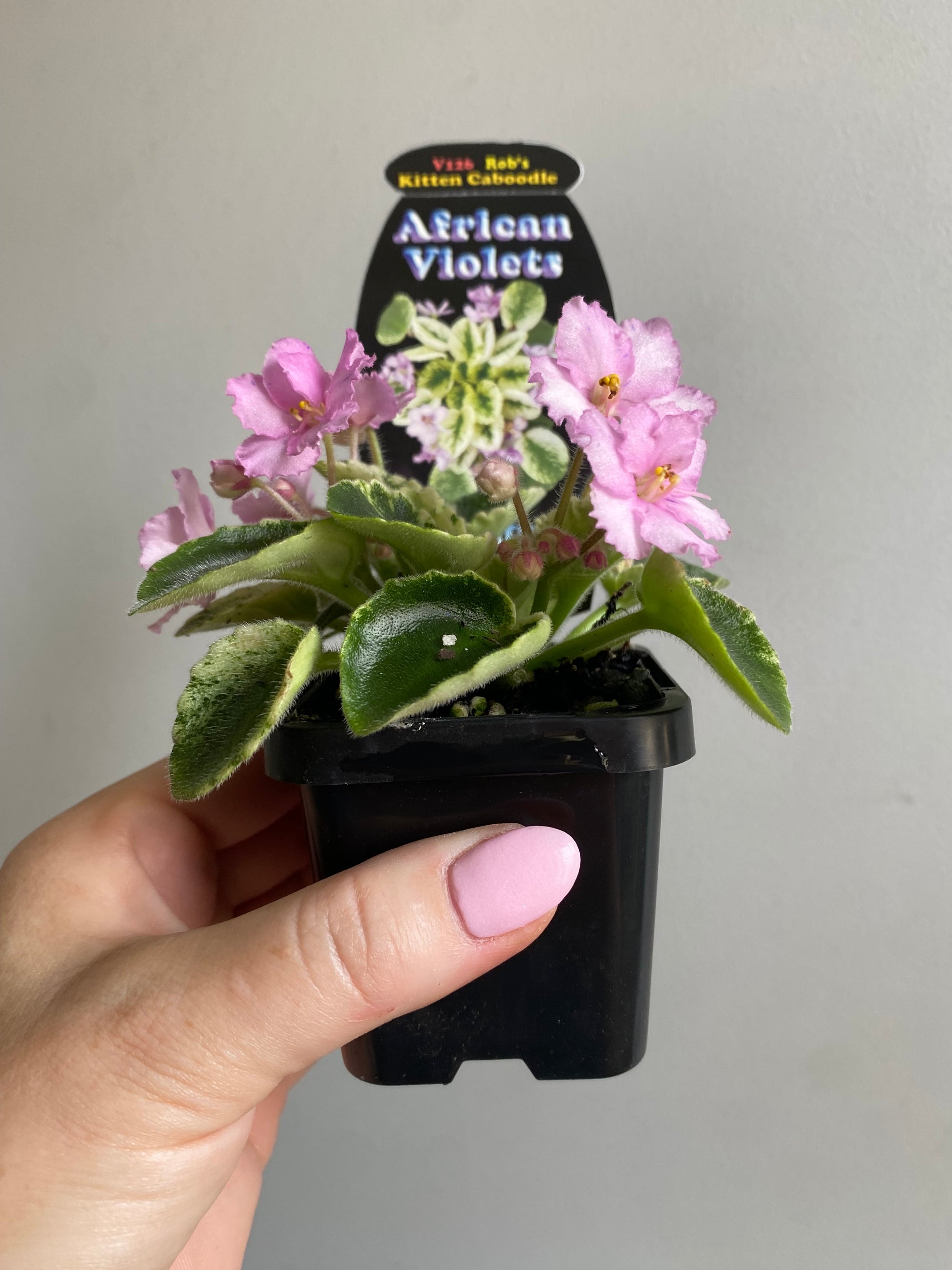 African Violet - Rob’s Kitten Caboodle (pink flower)