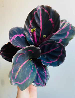 Calathea - Dottie