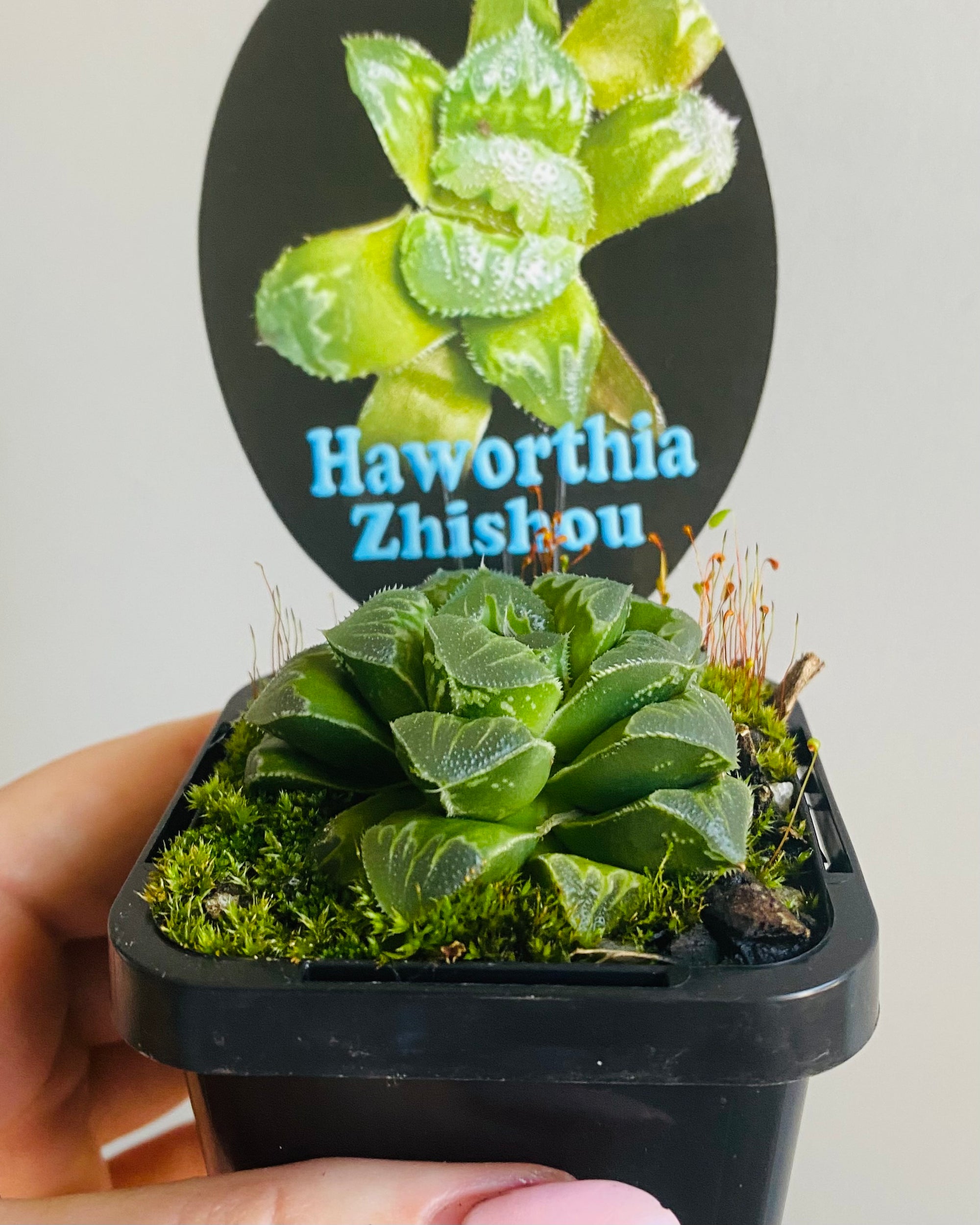 Haworthia cv. 'Zhishou'