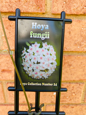 Hoya - Fungii Collection No. 24