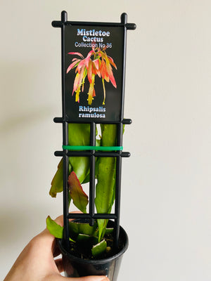 Rhipsalis Ramulosa - Mistletoe Cactus Collection No. 36