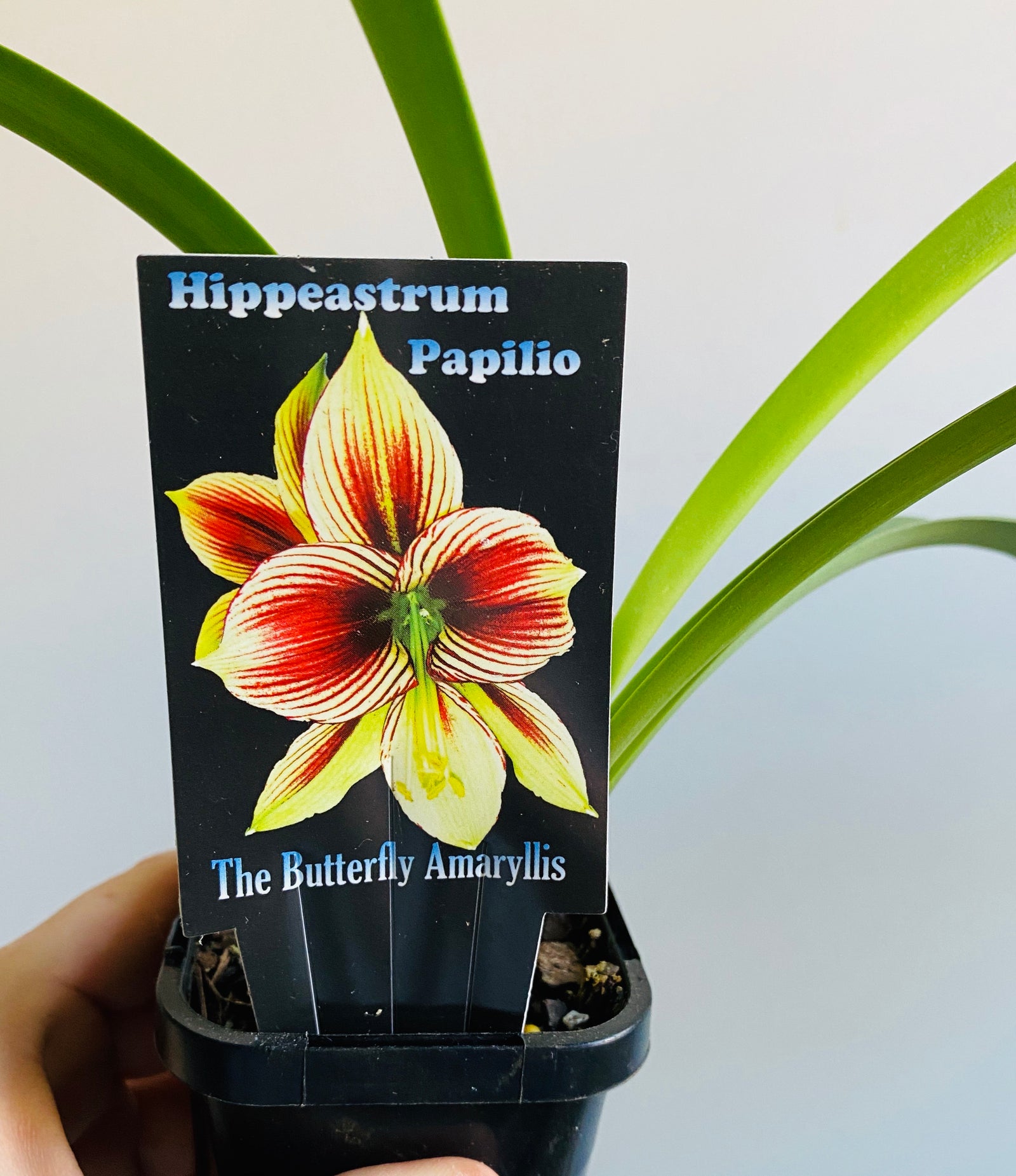 Hippeastrum Papilio - The Butterfly Amaryllis
