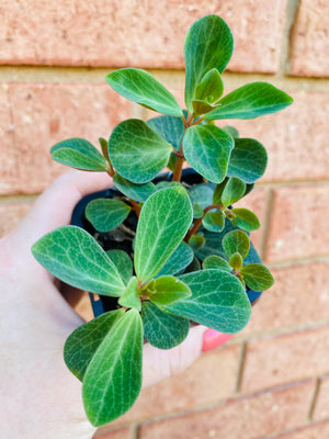 Peperomia - Red Log