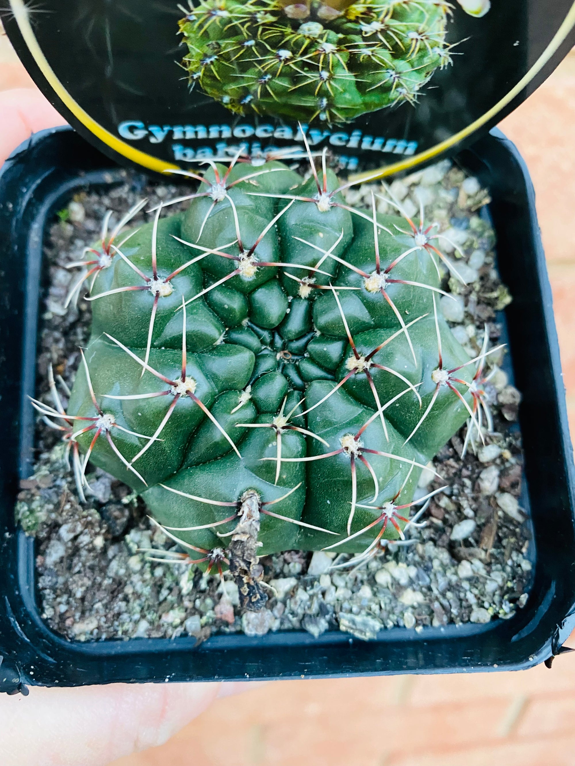 Gymnocalycium baldianum - Dwarf Chin Cactus