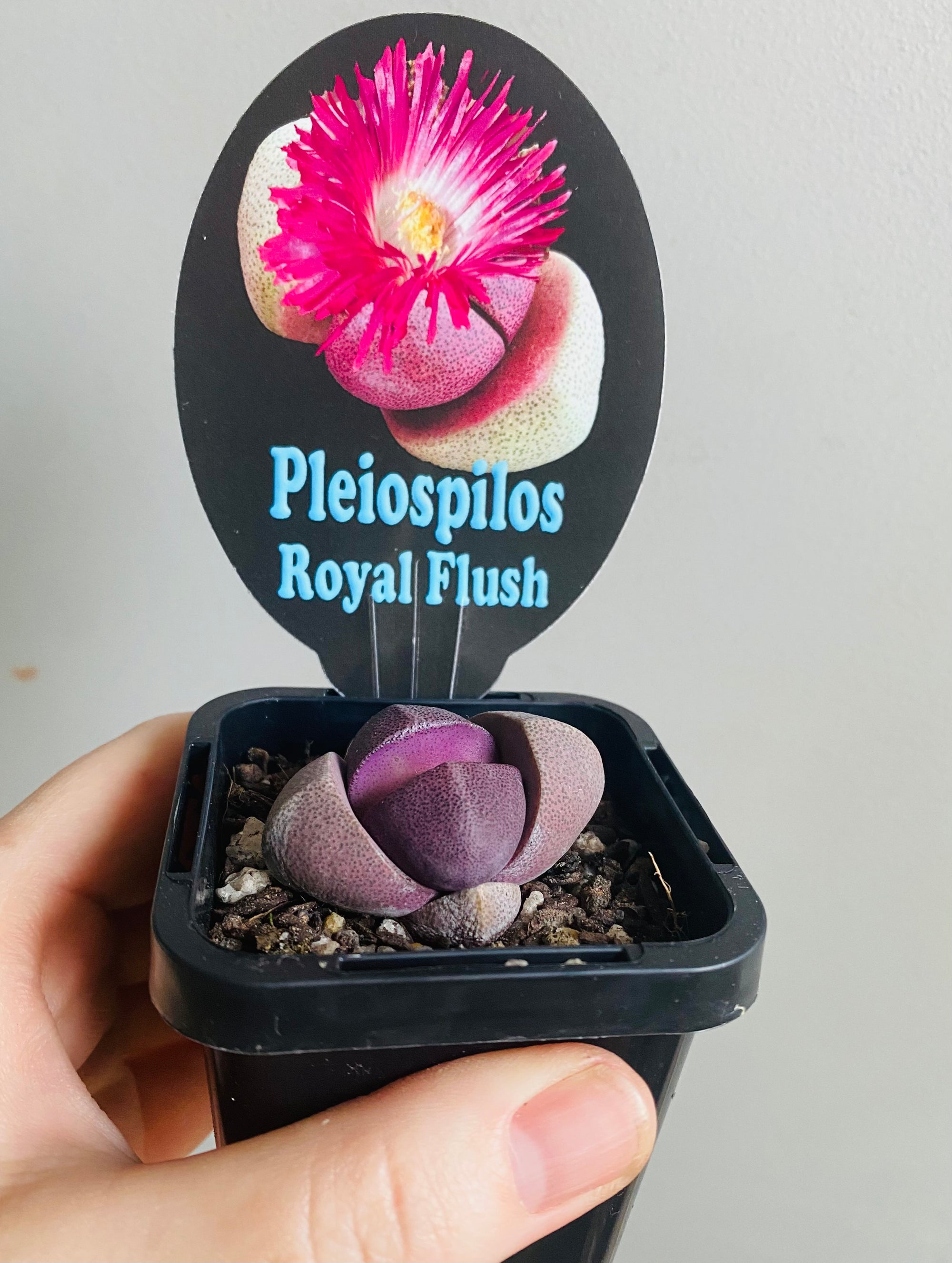 Pleiospilos nellii 'Royal Flush'