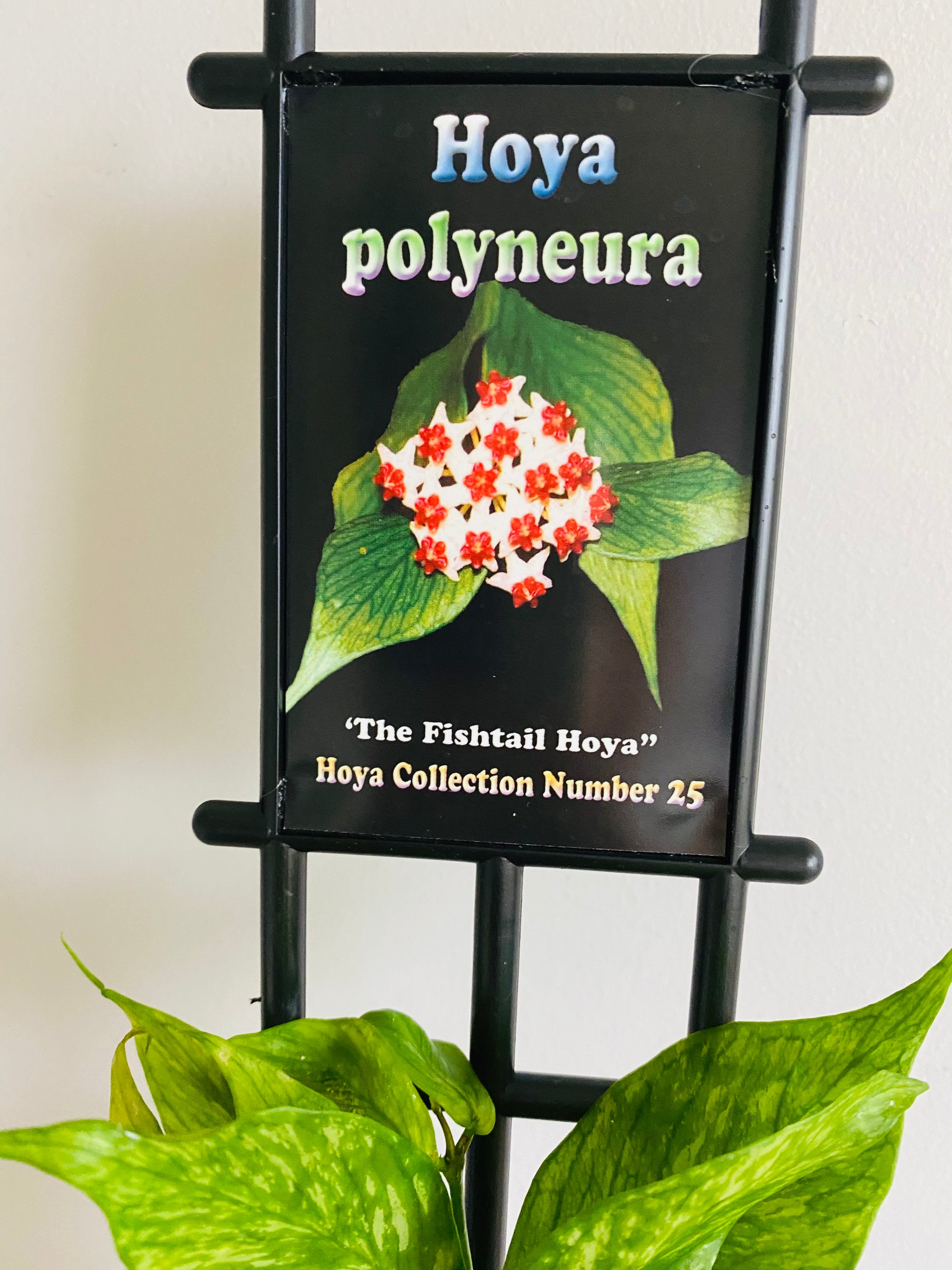 Hoya - Polyneura Collection No. 25