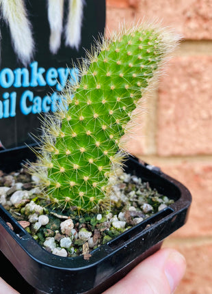 Cleistocactus (Hildewintera) coldemononis - Monkey Tail Cactus