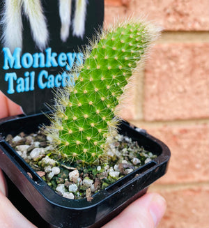 Cleistocactus (Hildewintera) coldemononis - Monkey Tail Cactus