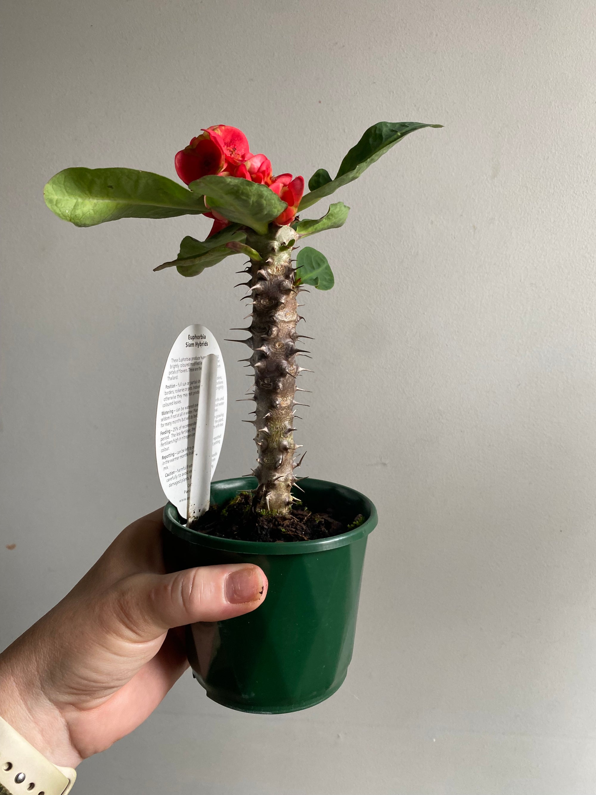 Euphorbia Siam Hybrid - MungKorn-Daeng (Red Dragon)
