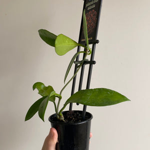 Hoya - Pubicorolla subsp. anthracina Collection No. 166