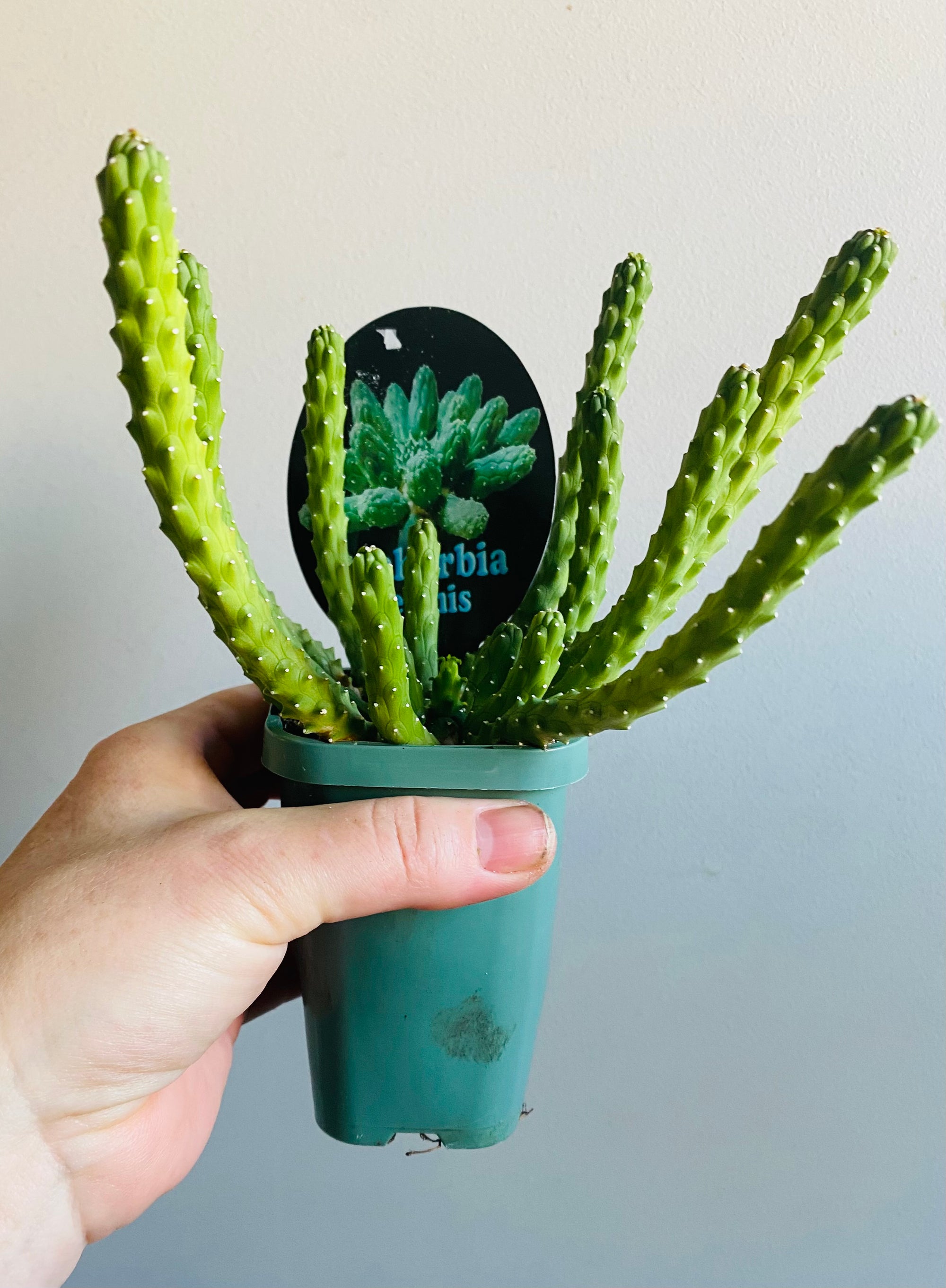 Euphorbia inermis 'Medusa's Head'