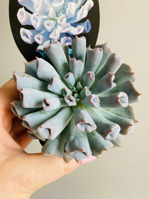 Echeveria Trumpet Pinky 'Blue Form'