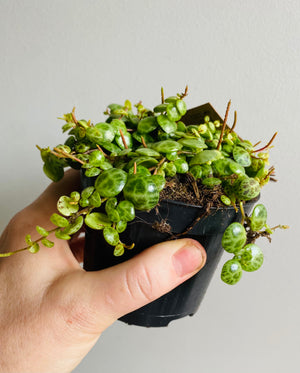 Peperomia prostrata - String of Turtles aka Jade Necklace