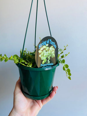 Peperomia prostrata - String of Turtles aka Jade Necklace