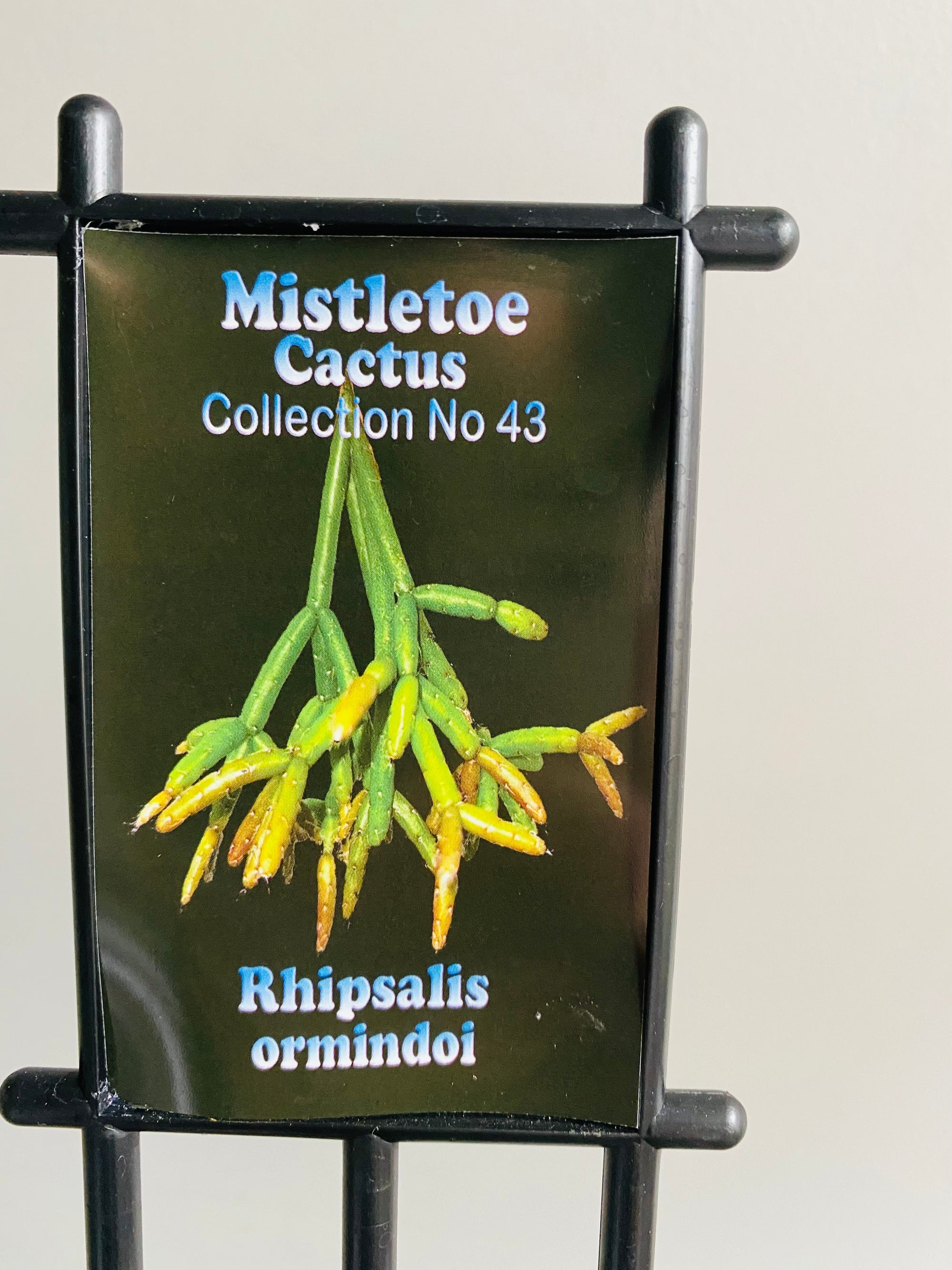 Rhipsalis Ormindoi - Mistletoe Cactus Collection No. 43