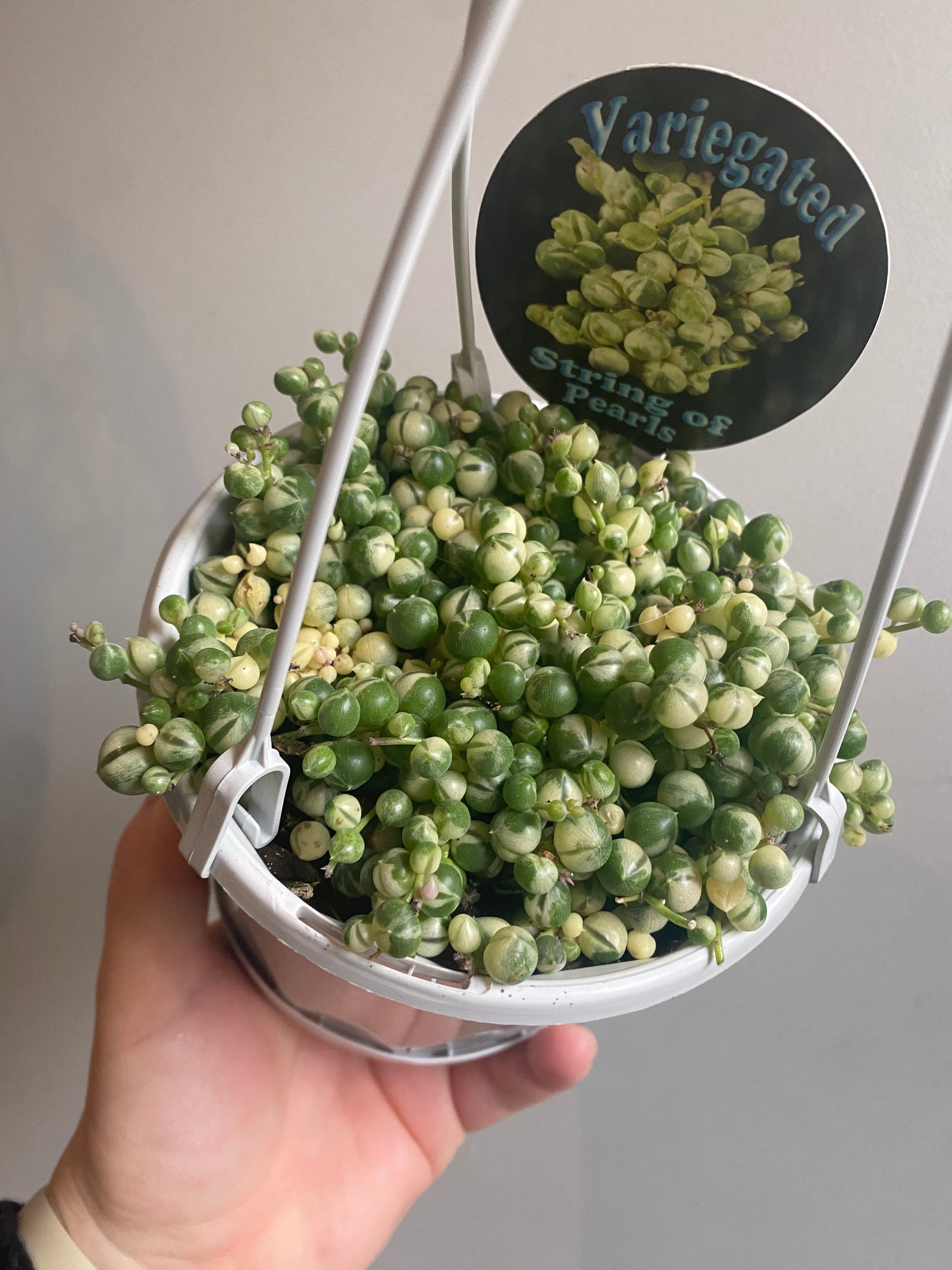 Senecio rowleyanus variegata - Variegated String of Pearls