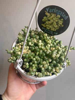 Senecio rowleyanus variegata - Variegated String of Pearls