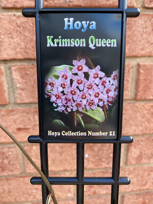 Hoya - Krimson Queen Collection No. 21