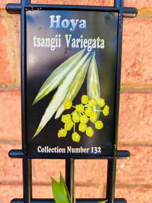 Hoya - Tsangii Variegata Collection No. 132