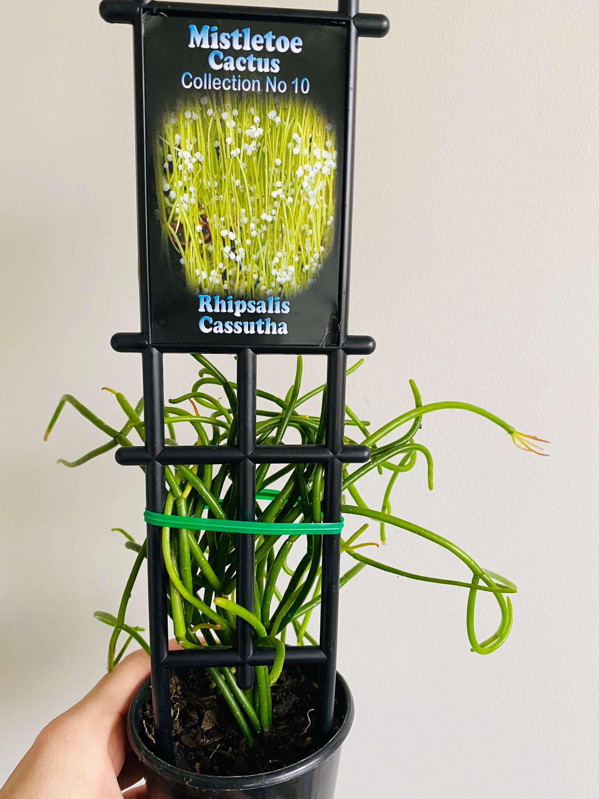 Rhipsalis Cassutha - Mistletoe Cactus Collection No. 10