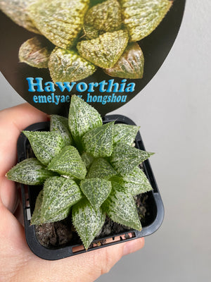 Haworthia emelyae cv. 'Hongshou' No 24