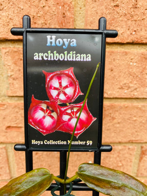 Hoya - Archboldiana Collection No. 59