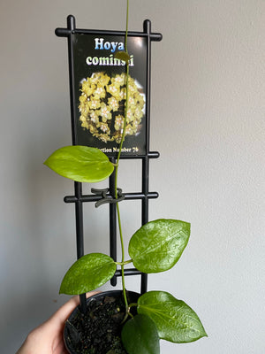 Hoya - Cominsii Collection No. 76