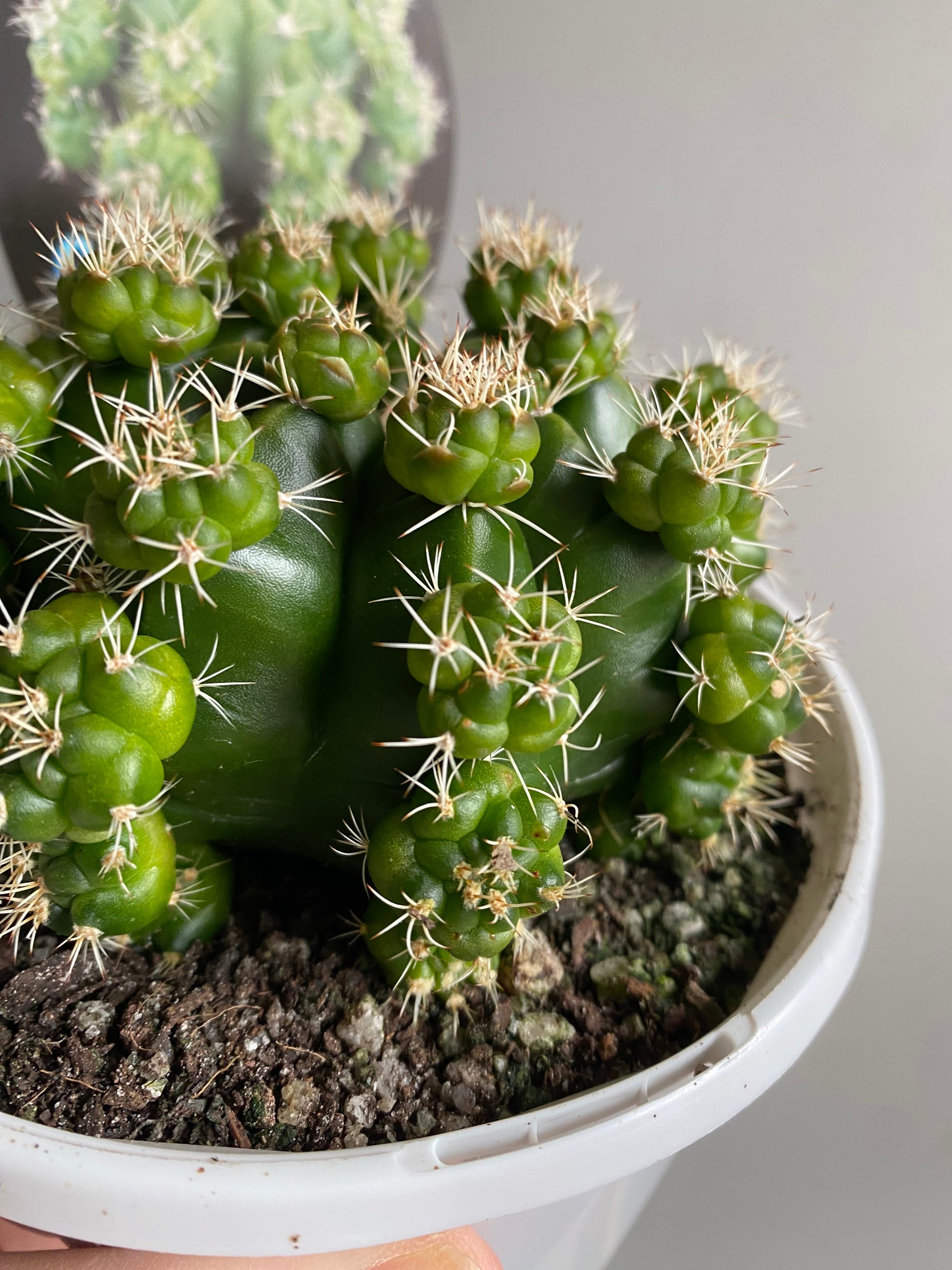 Gymnocalycium anisitsii ssp multiproliferum