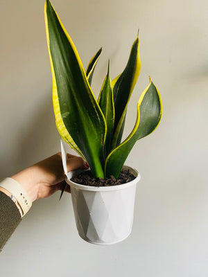 Sansevieria trifasciata - Black Gold