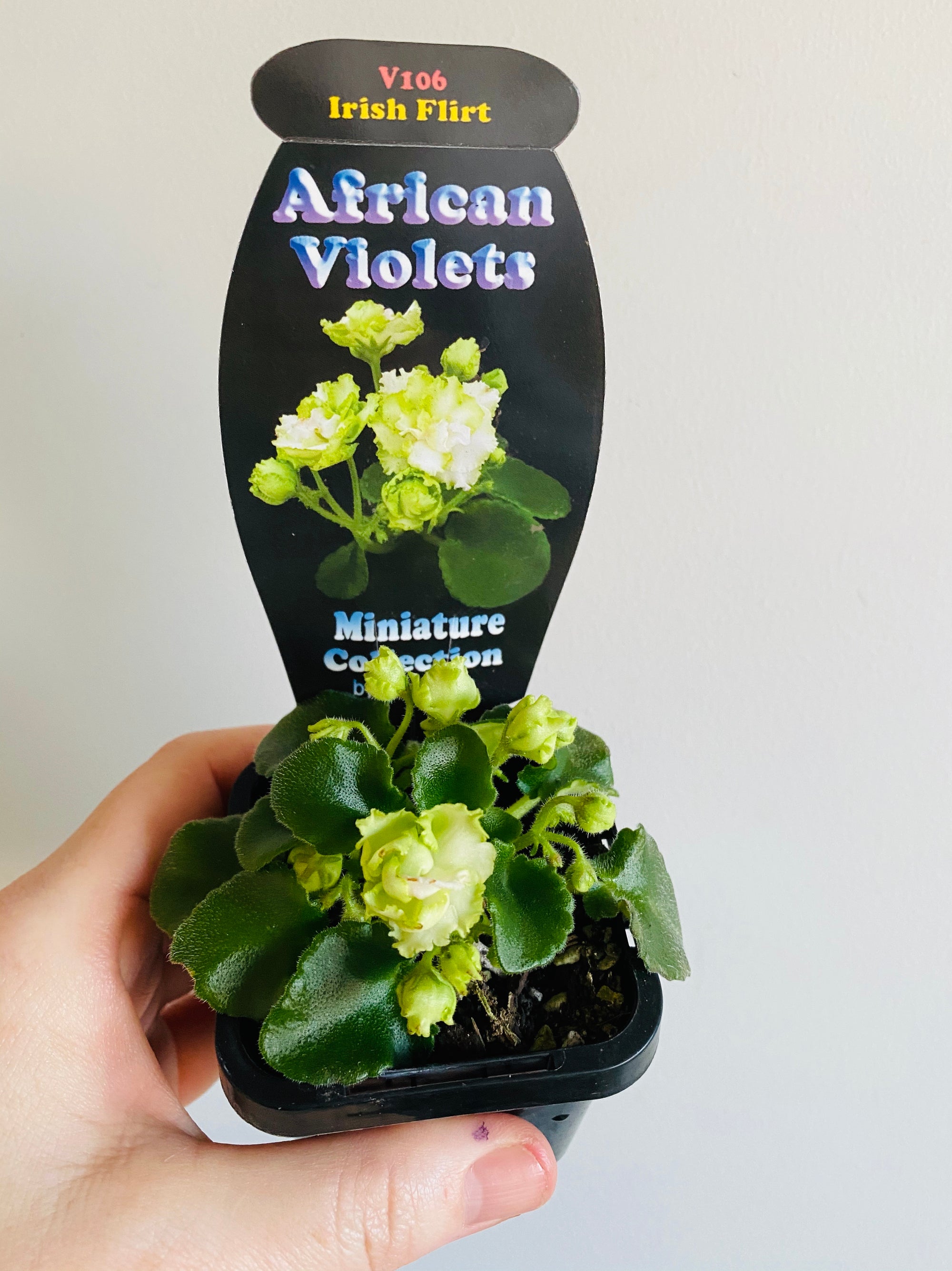 African Violet - Irish Flirt