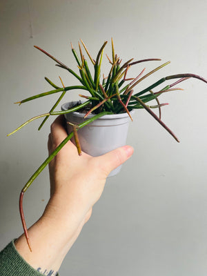 Rhipsalis Red Coral - Mistletoe Cactus Collection No. 40