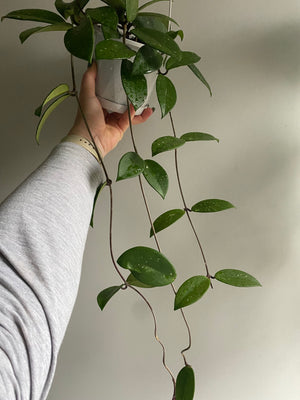 Hoya - Carnosa Red Flower Collection No. 140