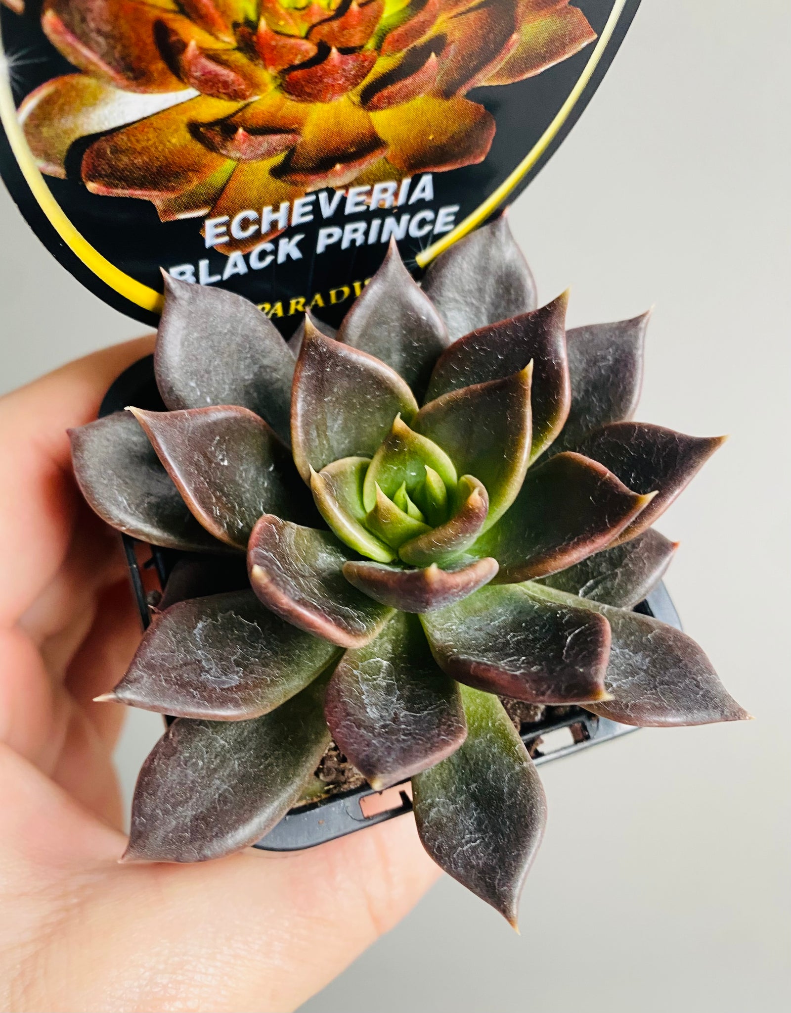 Echeveria cultivar - Black Prince