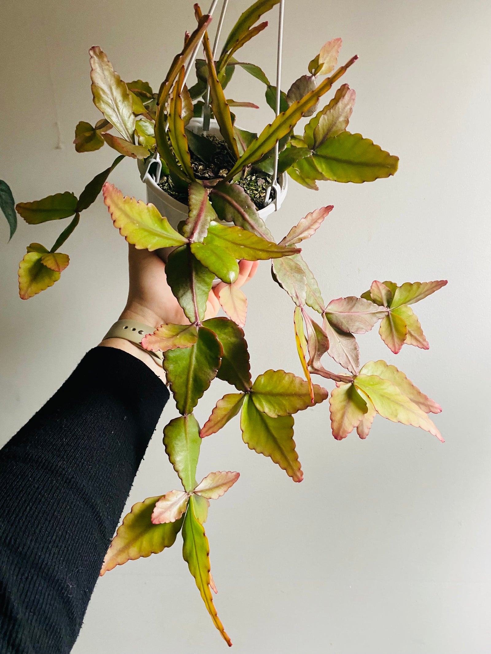 Rhipsalis Elliptica - Mistletoe Cactus Collection No. 37