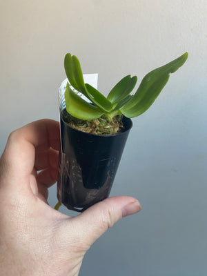 Rhynchostylis gigantea 'White'